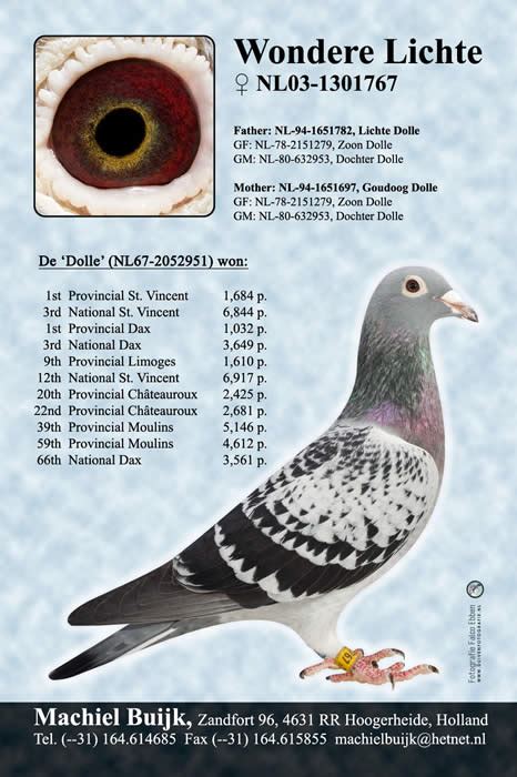 jan aarden pigeons for sale|An introduction to the Master Breeder of Jan Aarden .
